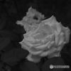 FinePix S9100ŎBeʐ^