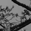 LUMIX DMC-FZ7ŎBeʐ^