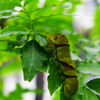 28-200mm F3.5-5.6 DG MACRO ( AF)ŎBeʐ^