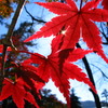 PowerShot A85ŎBeʐ^