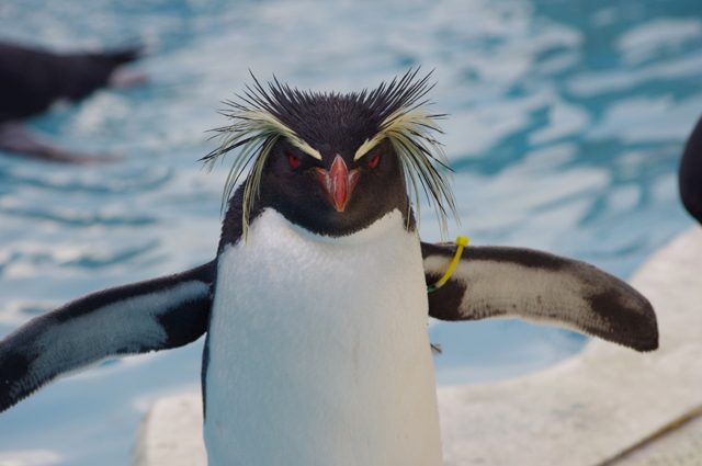 キタイワトビペンギン By ひじり （id：881598） 写真共有サイトphotohito 7328