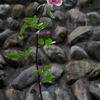 SP AF 17-50mm F/2.8 XR Di II LD Aspherical [IF] (Model A16) (p)ŎBeʐ^