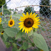 7Artisans 7.5mm F2.8 Fish-eye II 75EB2 [\j[Ep]ŎBeʐ^