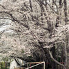 PENTAX MZ-7 {fB Vo[ŎBeʐ^