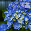 MACRO 70mm F2.8 EX DG (ϗp)ŎBeʐ^