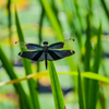 LUMIX G VARIO 35-100mm/F4.0-5.6 ASPH./MEGA O.I.S H-FS35100-S [Vo[]ŎBeʐ^