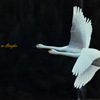SP 150-600mm F/5-6.3 Di VC USD (Model A011) [jRp]ŎBeʐ^