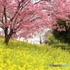 17-70mm F2.8-4 DC MACRO OS HSM (Lmp)ŎBeʐ^
