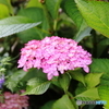 17-70mm F2.8-4 DC MACRO OS HSM (Lmp)ŎBeʐ^