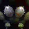 MACRO 105mmF2.8 EX DG ( AF)ŎBeʐ^