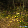 35mm F1.4 Aspherical IF [jRp]ŎBeʐ^
