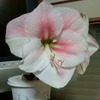 FOMA 炭炭z6ŎBeʐ^