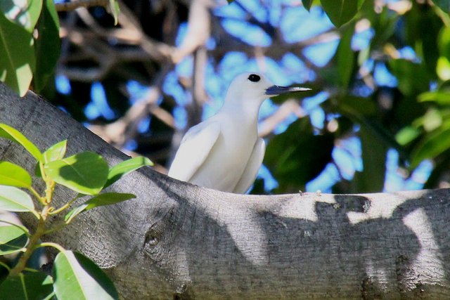 シロアジサシ by masa215 (ID:3041597) 写真共有サイトPHOTOHITO