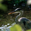 50-400mm F/4.5-6.3 Di III VC VXD (Model A067) [jRZp]ŎBeʐ^