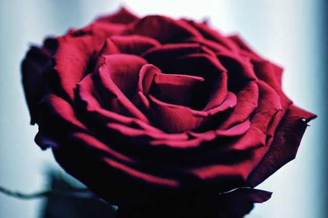 人と写真をつなぐ場所 ヒエン ファン登録 ワインレッド色の薔薇2コメント0件最近お気に入り登録したユーザー撮影情報EXIFデータ撮影地