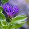 18-300mm F3.5-6.3 DC MACRO OS HSM [jRp]ŎBeʐ^