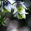 18-300mm F3.5-6.3 DC MACRO OS HSM [jRp]ŎBeʐ^