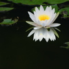 LEICA DG VARIO-ELMAR 100-400mm/F4.0-6.3 ASPH./POWER O.I.S. H-RS100400ŎBeʐ^