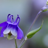 18-300mm F3.5-6.3 DC MACRO OS HSM [jRp]ŎBeʐ^