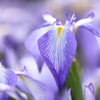 APO MACRO 150mm F2.8 EX DG OS HSM [Lmp]ŎBeʐ^