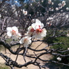 Xperia UL SOL22 auŎBeʐ^