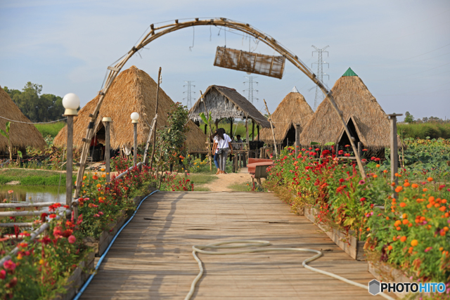 Lotus Farm by Samatoa by WORLD EXP. （ID：8726446） - 写真共有サイト:PHOTOHITO