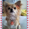 docomo STYLE series N-08AŎBeʐ^
