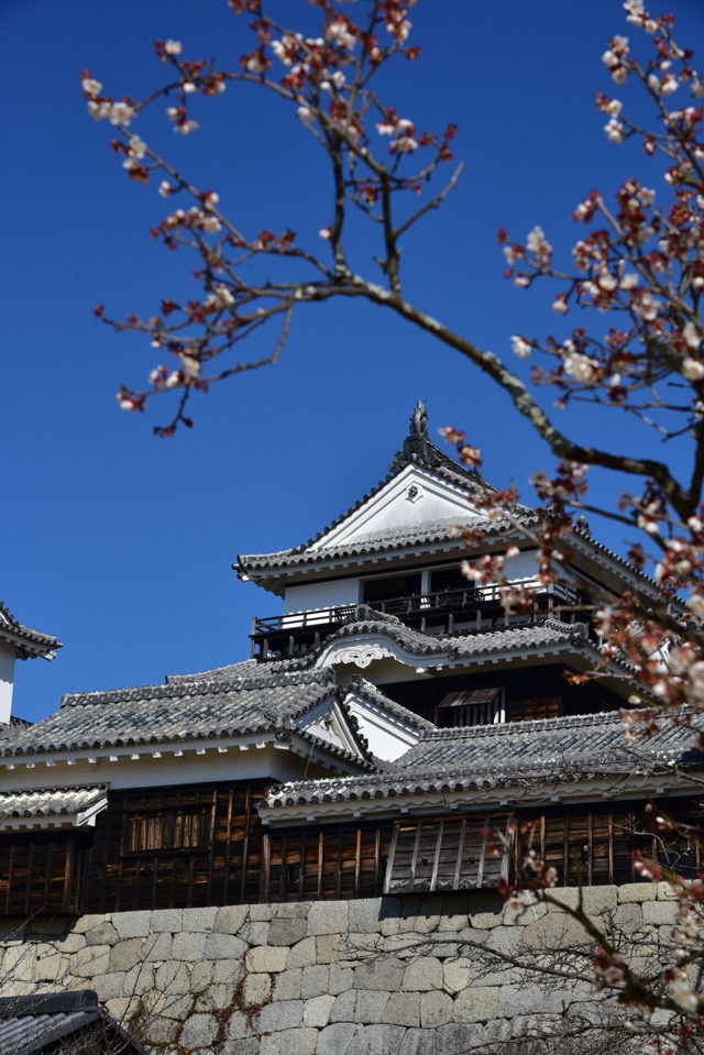 松山城 by オジーン （ID：11629207） 写真共有サイトPHOTOHITO