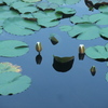 FinePix F200EXRŎBeʐ^