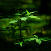  NEX-6L p[Y[YLbgŎBeʐ^
