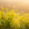 APO 120-300mm F2.8 EX DG HSM (ƺ AF)ŎBeʐ^