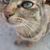 FinePix A800ŎBeʐ^
