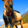 PowerShot A3100 ISŎBeʐ^