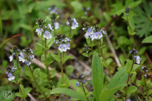 テングクワガタ by おんち・はじめ （ID：12554886） 写真共有サイトPHOTOHITO