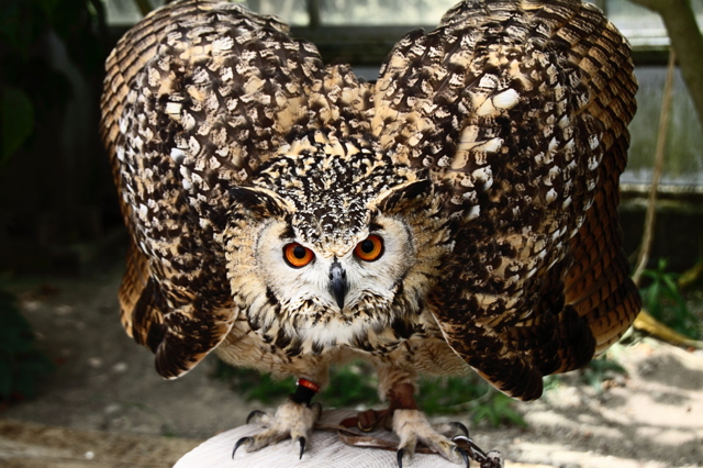 威嚇 by おんち・はじめ （ID：1835073） 写真共有サイトPHOTOHITO