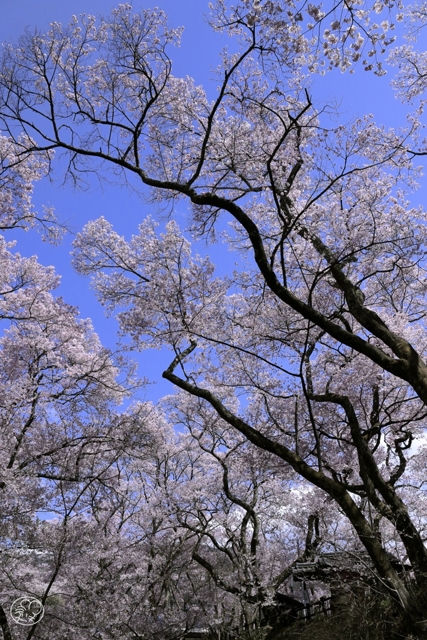 高遠の桜 1 by おんち・はじめ （ID：12375195） - 写真共有サイト:PHOTOHITO