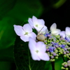FUJIFILM X-T20 YLbg [Vo[]ŎBeʐ^