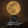 150-600mm F5-6.3 DG OS HSM Sports eRo[^[Lbg [Lmp]ŎBeʐ^