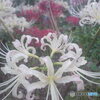 TCo[Vbg DSC-U10ŎBeʐ^