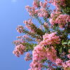 FinePix Z3ŎBeʐ^