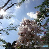 TCo[Vbg DSC-QX10ŎBeʐ^