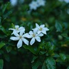 tHNg_[ NOKTON 50mm F1 Aspherical [\j[Ep]ŎBeʐ^