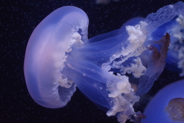 加茂水族館ルテウムジェリー by さくらんぼjam （ID：6748195） 写真共有サイトPHOTOHITO