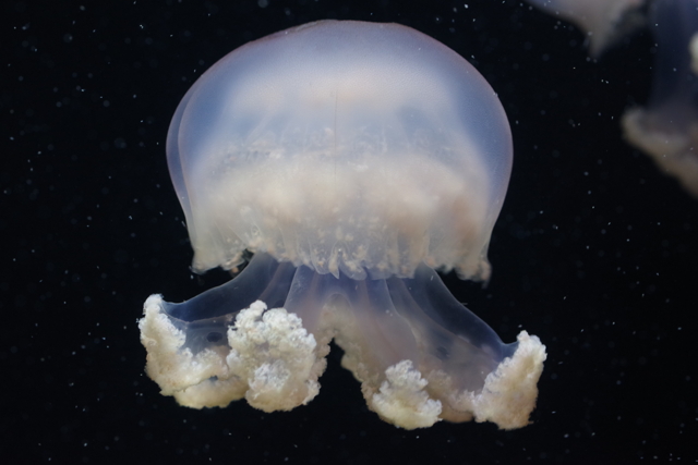 クラゲ水族館ルテウムジェリー by さくらんぼjam （ID：10970172） 写真共有サイトPHOTOHITO