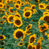Carl Zeiss Vario-Sonnar T* 80-200mm F4 (MM)ŎBeʐ^