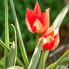18-250mm F3.5-6.3 DC OS HSM (VO}p)ŎBeʐ^