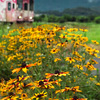 18-250mm F3.5-6.3 DC MACRO OS HSM [VO}p]ŎBeʐ^