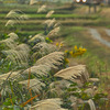 55-200mm F4-5.6 DC (ϗp)ŎBeʐ^
