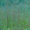 APO 120-300mm F2.8 EX DG OS HSM [VO}p]ŎBeʐ^