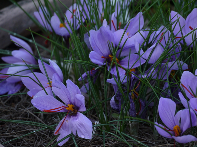 サフラン by higapon （ID：11425553） 写真共有サイトPHOTOHITO